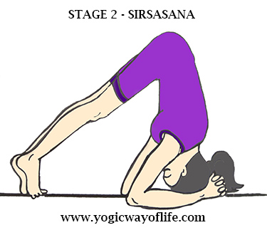 Stage_2_Sirsasana_Head_Stand_Yoga_Pose_Asana