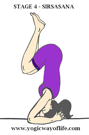 Stage_4_Sirsasana_Head_Stand_Yoga_Pose_Asana