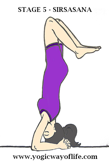 Stage_5_Sirsasana_Head_Stand_Yoga_Pose_Asana