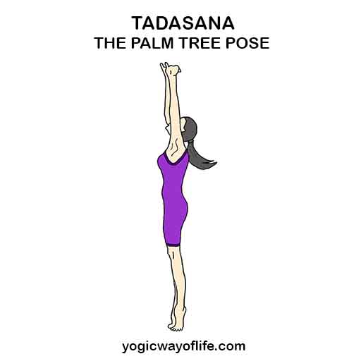 Tadasana The Palm Tree Pose