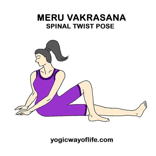 Meru_Vakrasana_Spinal_twist_Pose_Yoga_Asana