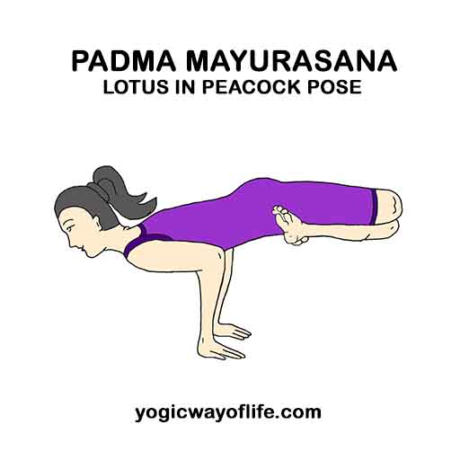 Padma_Mayurasana_Lotus_in_Peacock_Pose_Yoga_Asana