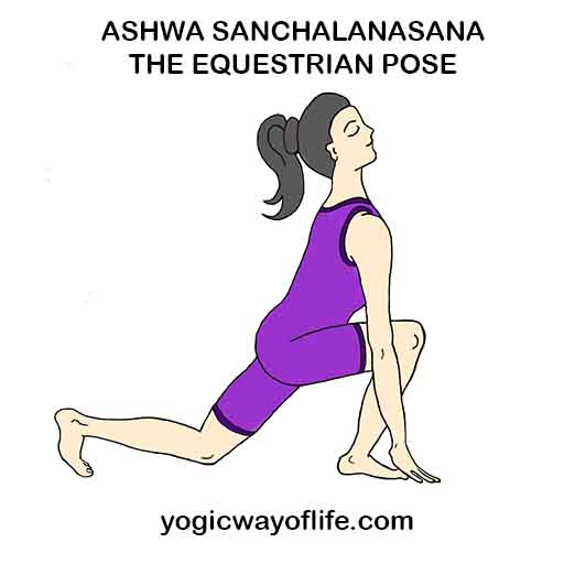 Ashwa Sanchalanasana_Equestrian_Ppose_Yoga_Asana