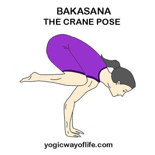 Bakasana_Crane_Pose_Yoga_Asana