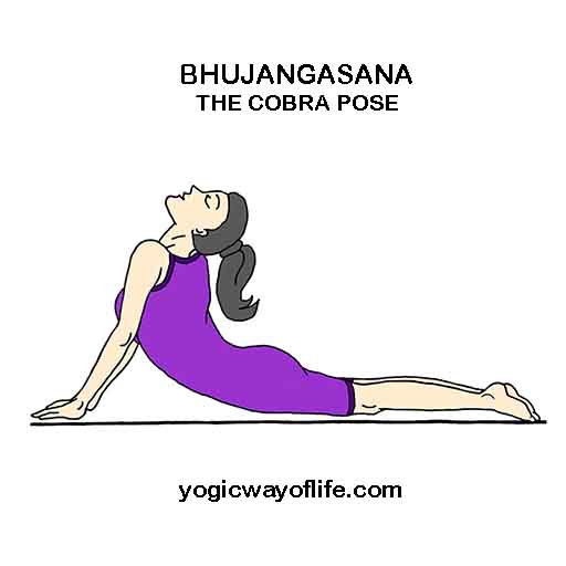 bhujangasana - Cobra Pose