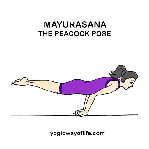 Mayurasana_Peacock_Pose_Yoga_Asana