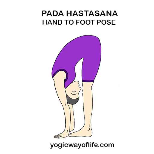 Pada_Hastasana_Hand_to_Foot_Pose_Yoga_Asana