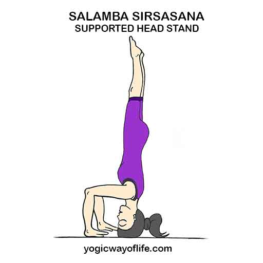Salamba_Sirsasana_Supported_Head_Stand_Yoga_Pose_Asana