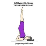 Sarvangasana - Shoulder Stand