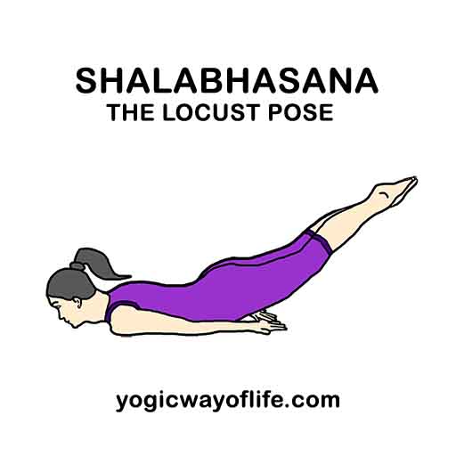 Shalabhasana Locust Pose Yoga Asana To Strengthen Lower Back