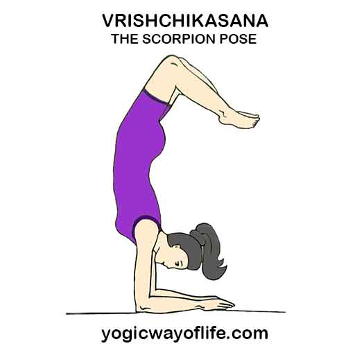 Vrishchikasana_Scorpion_Pose_Yoga_Asana