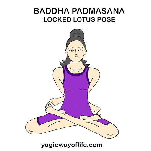 Baddha_Padmasana_Locked_Lotus_Pose_Yoga_Asana