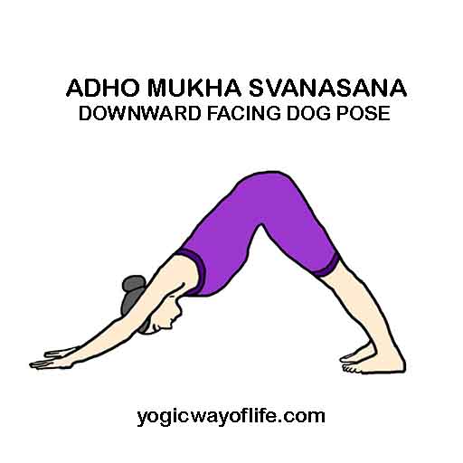 Adho Mukha Svanasana - Downward facing Dog Pose