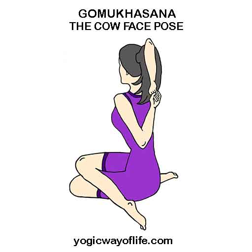 GOMUKHASANA - The Cow Face Pose