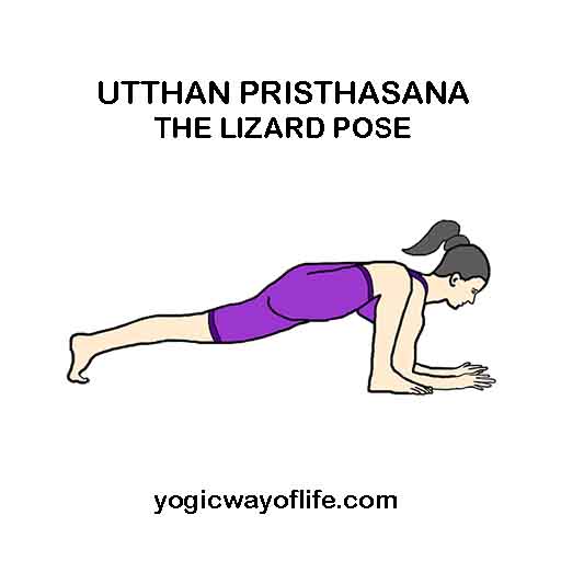 Utthan Pristhasana The Lizard Pose Yogic Way Of Life