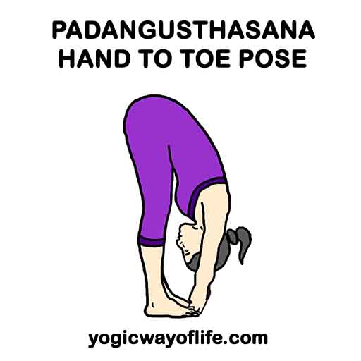 Padangusthasana - Hand to Big Toe Pose