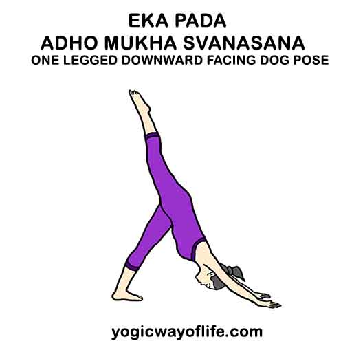 Eka Pada Adho Mukha Svanasana - One Legged Downward Facing Dog Pose