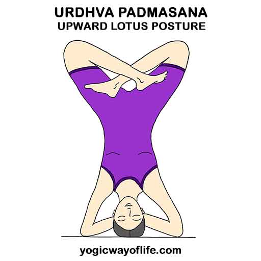 urdhva_padmasana_lotus_pose_headstand_yoga_asana-2