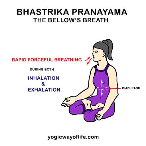 Bhastrika Pranayama - Bellow's Breath - Yogic Breathing