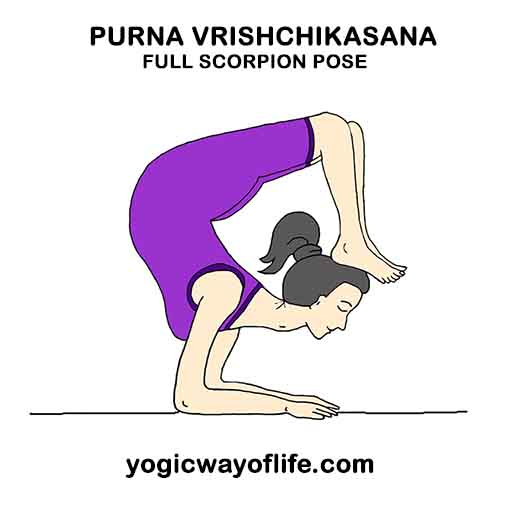 Purna Vrishchikasana - Full Scorpion Pose
