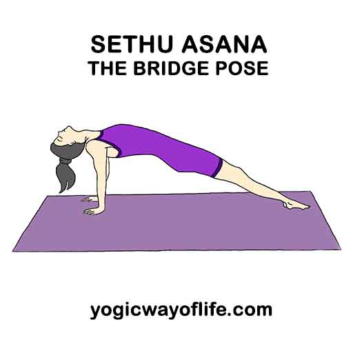 Setu Asana - bridge pose