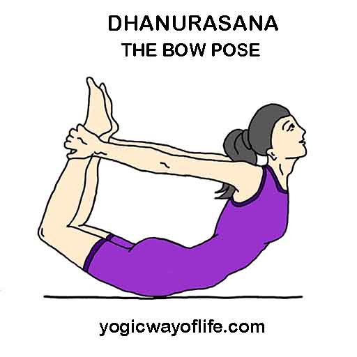 Dhanurasana - bow Pose