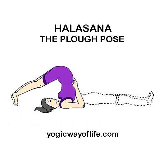 HALASANA - Plough Pose
