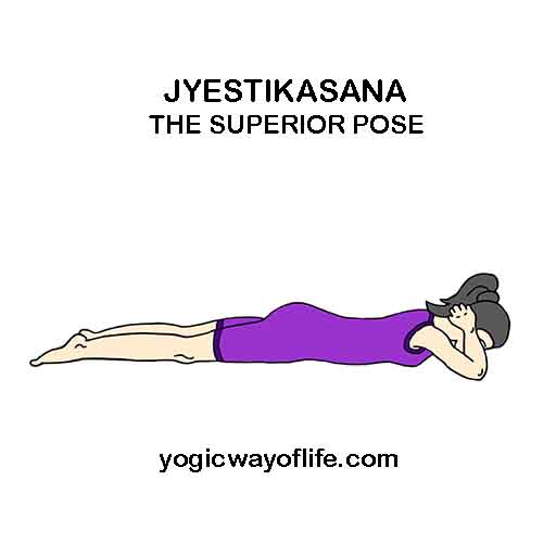 Jyestikasana - Superior Pose