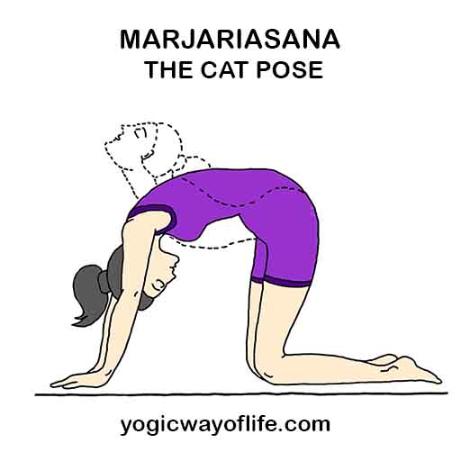 Marjariasana - Cat Pose