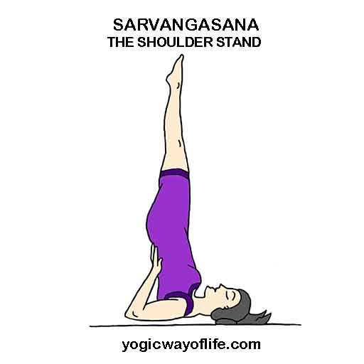 Sarvangasana - Shoulder Stand