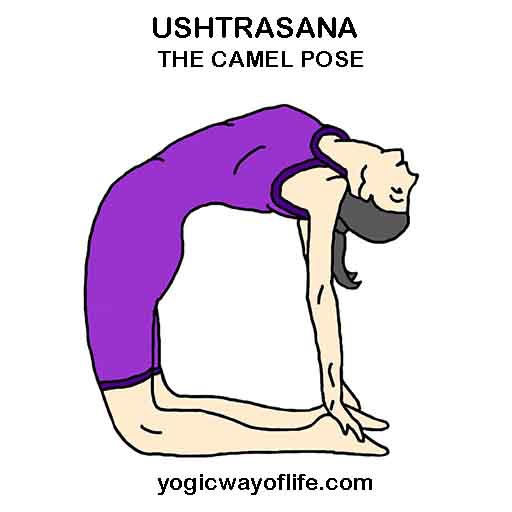 USHTRASANA - Camel Pose