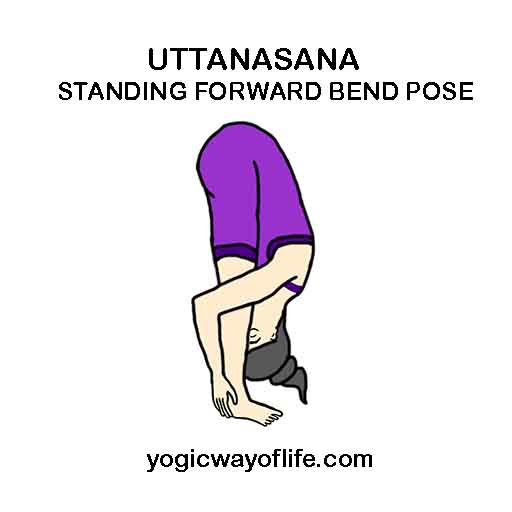 UTTANASANA - Standing forward bend pose