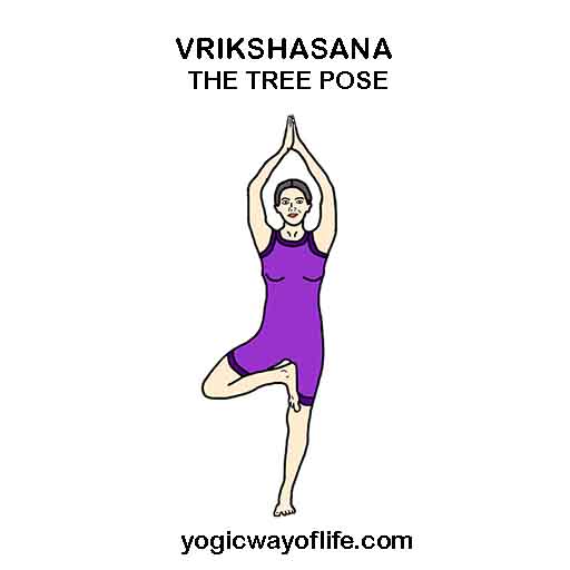 VRIKSHASANA - The Tree Pose