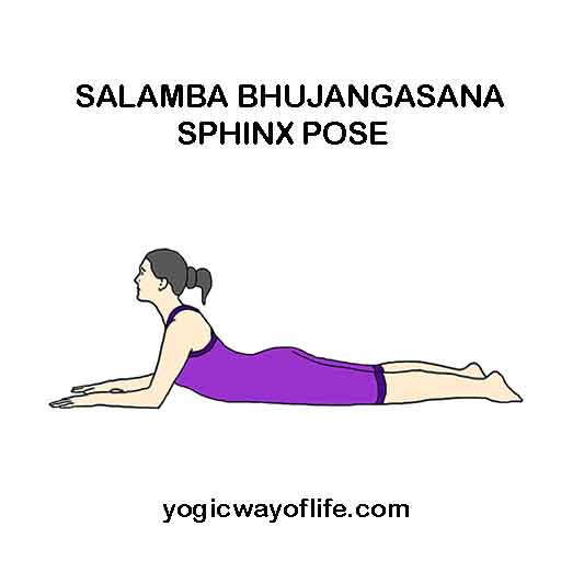 Salamba bhujangasana