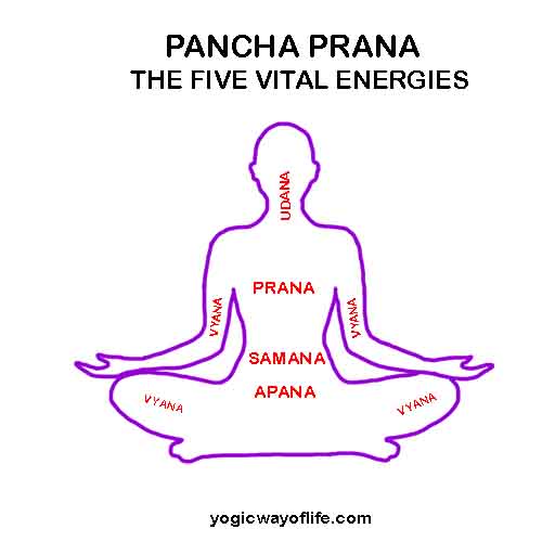 Pancha Prana Vayu - The Five Vital Energies