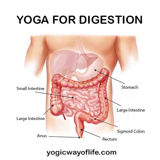 Yoga for Digestion