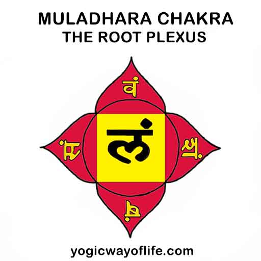 Muladhara Chakra - The Root Plexus