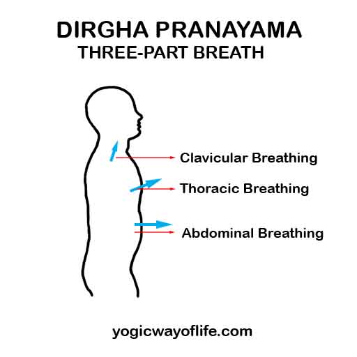 Dirgha Pranayama The ThreePart Yogic Breathing Yogic Way of Life