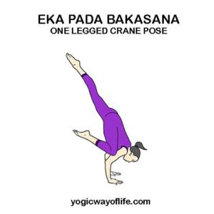 Eka Pada Bakasana - One-Legged Crane Pose - Yogic Way of Life