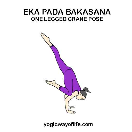 Eka Pada Bakasana - One Legged Crane Pose