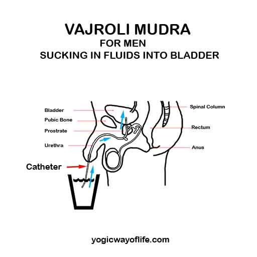 Vajroli Mudra for Men - Sucking FLuids through Penis