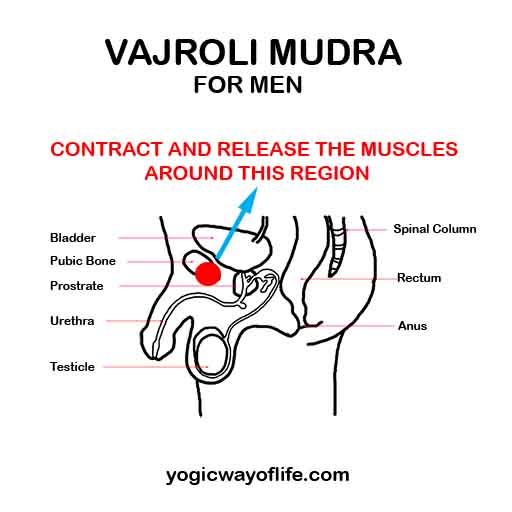 Vajroli Mudra - Thunderbolt Attitude - For Men