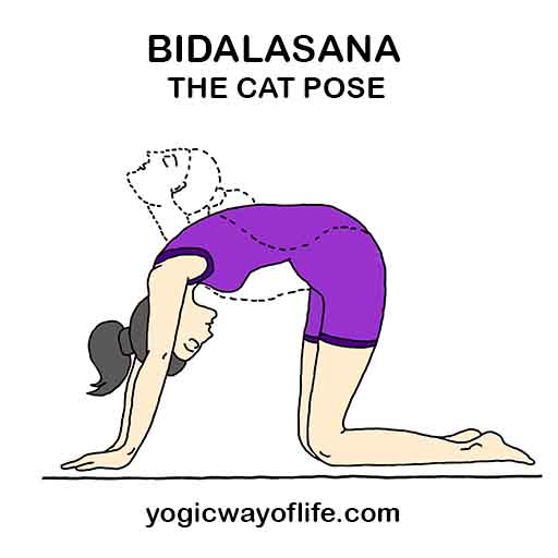 Bidalasana - The Cat Pose